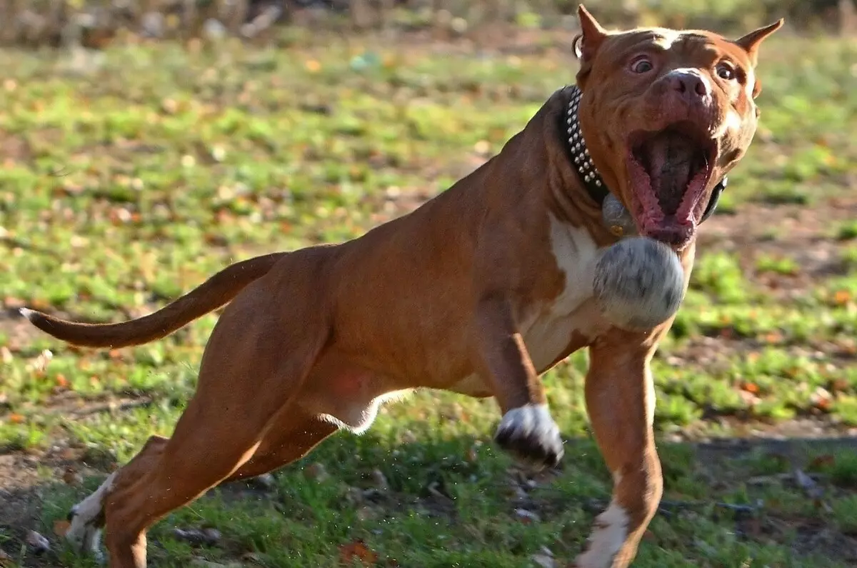 Pitbul (116 снимки): порода Описание American Pit Bull Terrier. Най-голямото куче в света. Джудже Мини Питбули. Кученца от сиви и други цветове 23102_50