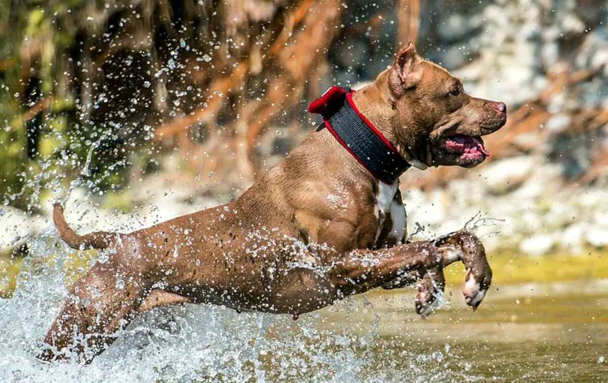 Pitbul (ritratti 116): Razza Deskrizzjoni Amerikana għadma Bull Terrier. L-akbar kelb fid-dinja. Nanu Mini Pitbuli. Ġriewi ta 'kuluri griż u oħrajn 23102_51