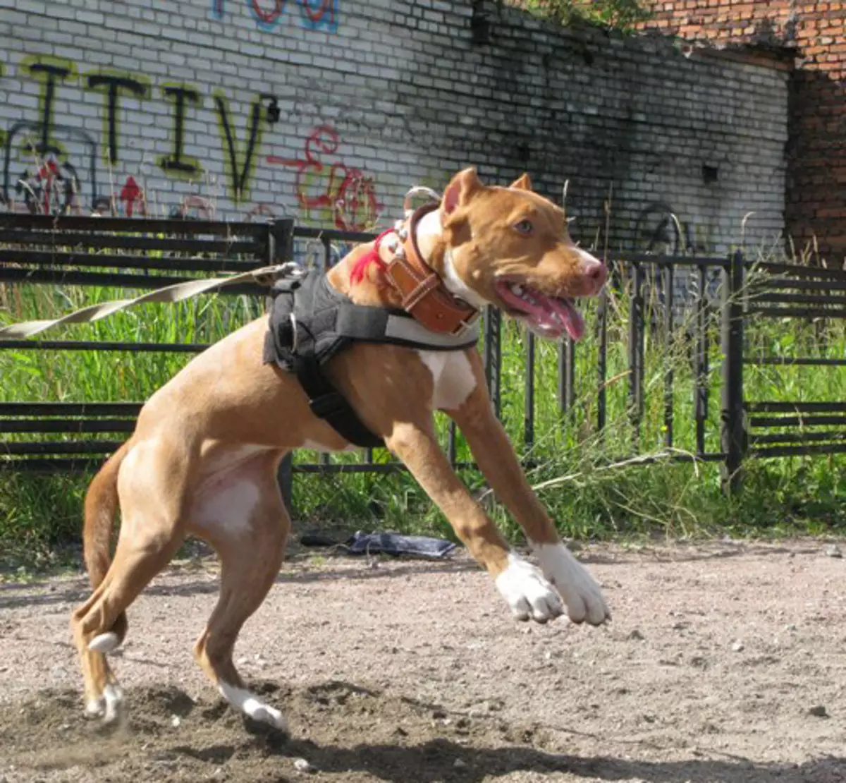 Pitbul (116 снимки): порода Описание American Pit Bull Terrier. Най-голямото куче в света. Джудже Мини Питбули. Кученца от сиви и други цветове 23102_55