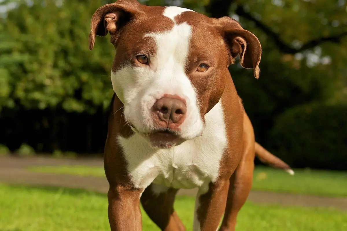Pitbul (116 снимки): порода Описание American Pit Bull Terrier. Най-голямото куче в света. Джудже Мини Питбули. Кученца от сиви и други цветове 23102_58