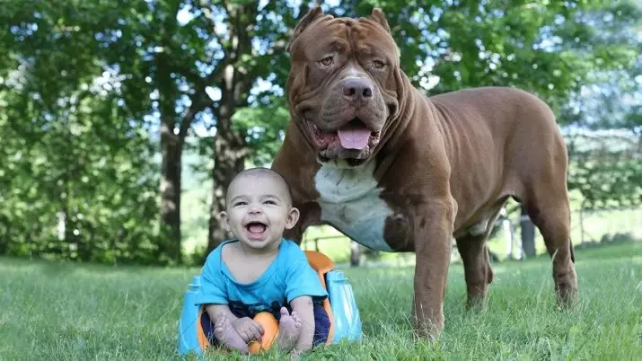 Pitbul (ritratti 116): Razza Deskrizzjoni Amerikana għadma Bull Terrier. L-akbar kelb fid-dinja. Nanu Mini Pitbuli. Ġriewi ta 'kuluri griż u oħrajn 23102_59