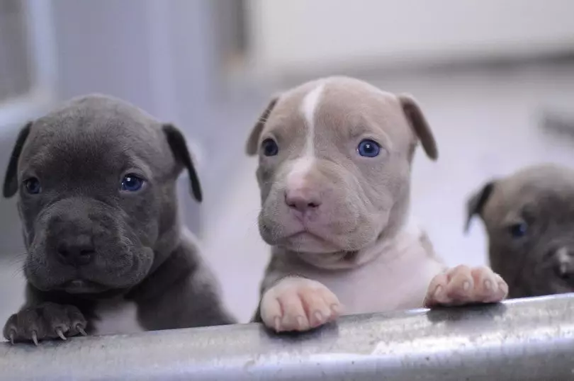 Pitbul (ritratti 116): Razza Deskrizzjoni Amerikana għadma Bull Terrier. L-akbar kelb fid-dinja. Nanu Mini Pitbuli. Ġriewi ta 'kuluri griż u oħrajn 23102_60