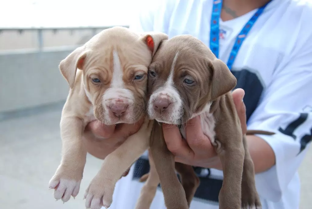 Pitbul (ritratti 116): Razza Deskrizzjoni Amerikana għadma Bull Terrier. L-akbar kelb fid-dinja. Nanu Mini Pitbuli. Ġriewi ta 'kuluri griż u oħrajn 23102_63