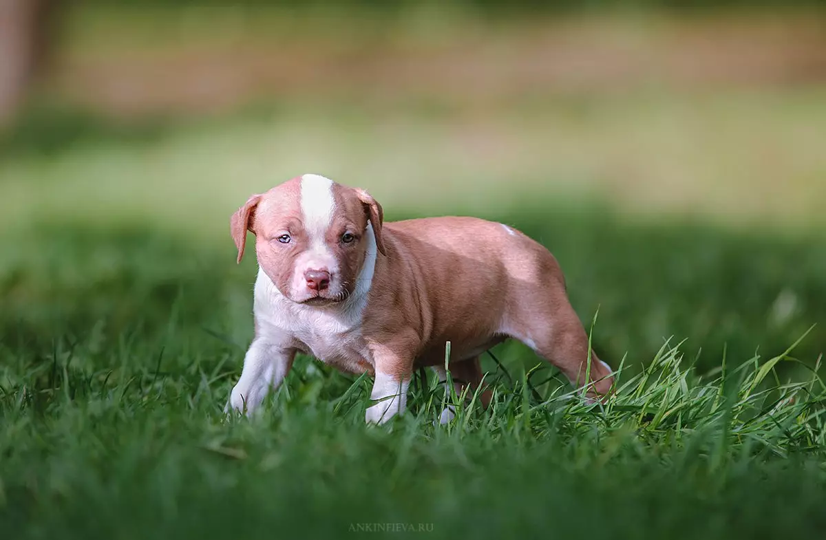 Pitbul (116 снимки): порода Описание American Pit Bull Terrier. Най-голямото куче в света. Джудже Мини Питбули. Кученца от сиви и други цветове 23102_65