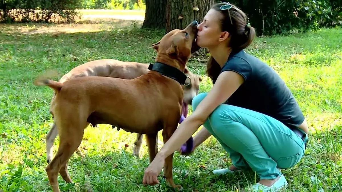 Pitbul (ritratti 116): Razza Deskrizzjoni Amerikana għadma Bull Terrier. L-akbar kelb fid-dinja. Nanu Mini Pitbuli. Ġriewi ta 'kuluri griż u oħrajn 23102_67