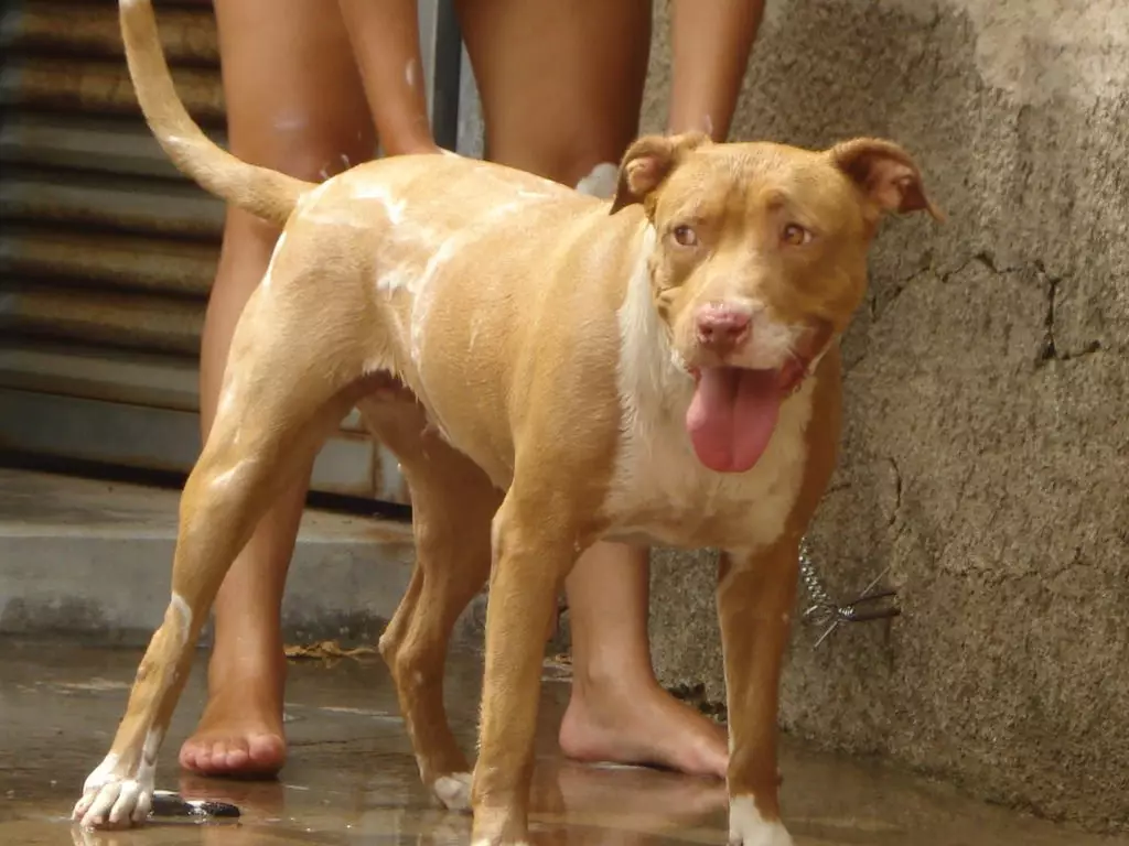 Pitbul (116 снимки): порода Описание American Pit Bull Terrier. Най-голямото куче в света. Джудже Мини Питбули. Кученца от сиви и други цветове 23102_68