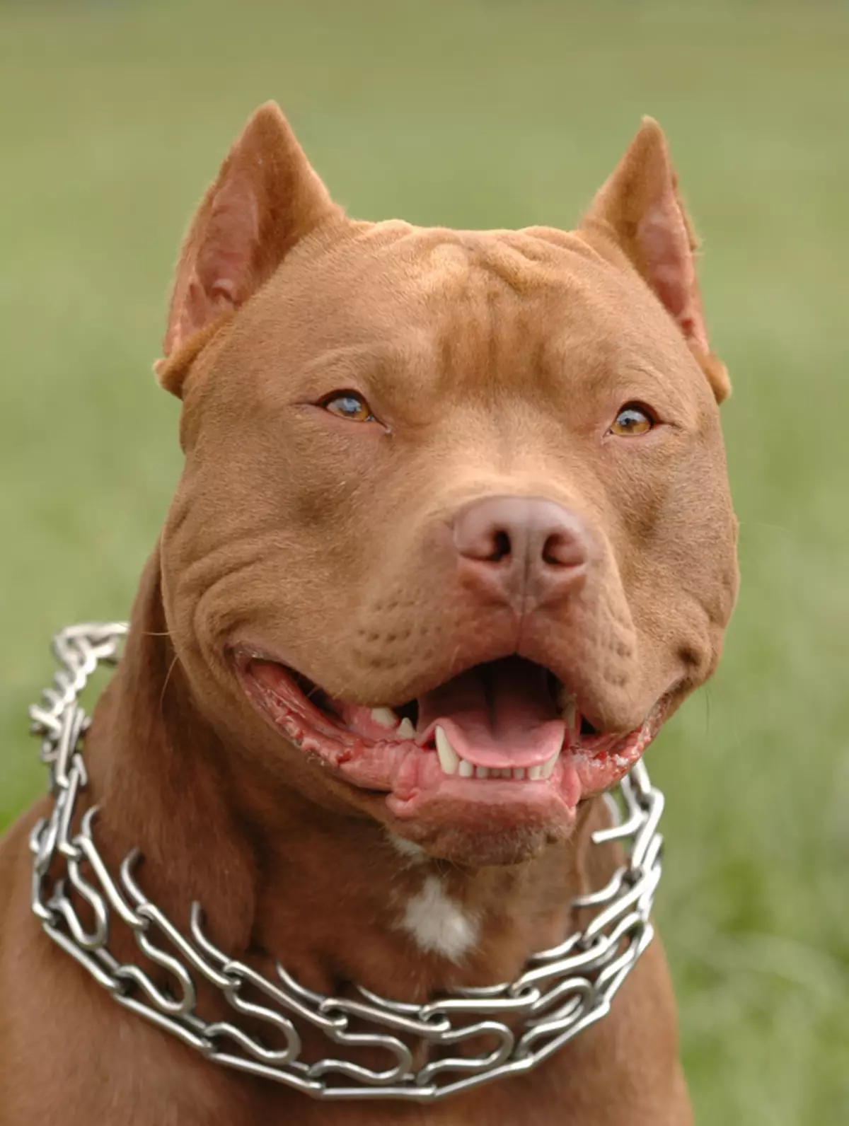 Pitbul (116 снимки): порода Описание American Pit Bull Terrier. Най-голямото куче в света. Джудже Мини Питбули. Кученца от сиви и други цветове 23102_7