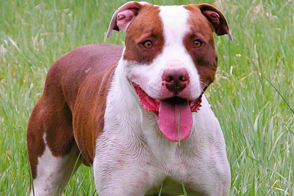 Pitbul (116 снимки): порода Описание American Pit Bull Terrier. Най-голямото куче в света. Джудже Мини Питбули. Кученца от сиви и други цветове 23102_72