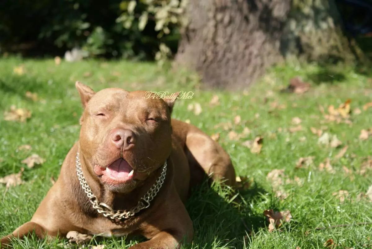 Pitbul (ritratti 116): Razza Deskrizzjoni Amerikana għadma Bull Terrier. L-akbar kelb fid-dinja. Nanu Mini Pitbuli. Ġriewi ta 'kuluri griż u oħrajn 23102_78