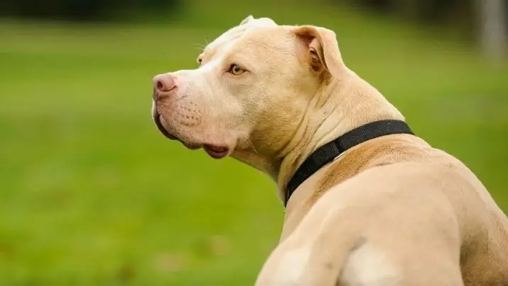 Pitbul (116 снимки): порода Описание American Pit Bull Terrier. Най-голямото куче в света. Джудже Мини Питбули. Кученца от сиви и други цветове 23102_80