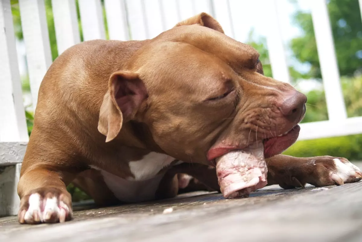 Pitbul (ritratti 116): Razza Deskrizzjoni Amerikana għadma Bull Terrier. L-akbar kelb fid-dinja. Nanu Mini Pitbuli. Ġriewi ta 'kuluri griż u oħrajn 23102_87