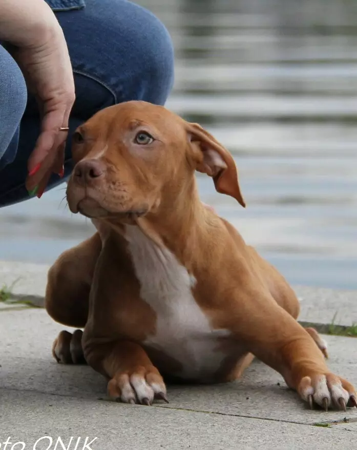 Pitbul (Picha 116): Uhusiano wa Uzazi wa Amerika Pit Bull Terrier. Mbwa kubwa duniani. Ndoa Mini Pitbuli. Vijana wa rangi ya kijivu na rangi nyingine. 23102_89