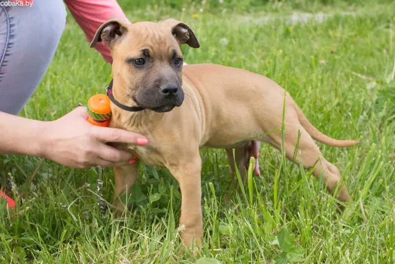 Pitbul (ritratti 116): Razza Deskrizzjoni Amerikana għadma Bull Terrier. L-akbar kelb fid-dinja. Nanu Mini Pitbuli. Ġriewi ta 'kuluri griż u oħrajn 23102_90