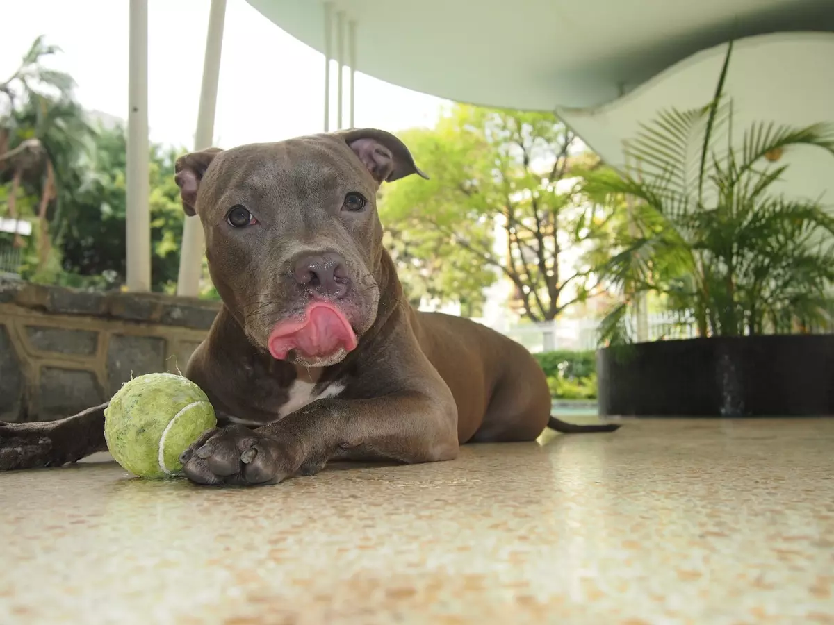 Pitbul (ritratti 116): Razza Deskrizzjoni Amerikana għadma Bull Terrier. L-akbar kelb fid-dinja. Nanu Mini Pitbuli. Ġriewi ta 'kuluri griż u oħrajn 23102_93