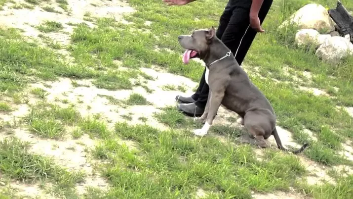 Pitbul (Picha 116): Uhusiano wa Uzazi wa Amerika Pit Bull Terrier. Mbwa kubwa duniani. Ndoa Mini Pitbuli. Vijana wa rangi ya kijivu na rangi nyingine. 23102_94