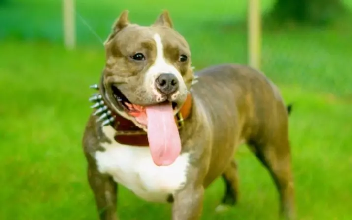 Pitbul (116 снимки): порода Описание American Pit Bull Terrier. Най-голямото куче в света. Джудже Мини Питбули. Кученца от сиви и други цветове 23102_95