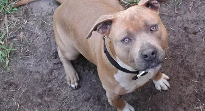 Pitbul (Picha 116): Uhusiano wa Uzazi wa Amerika Pit Bull Terrier. Mbwa kubwa duniani. Ndoa Mini Pitbuli. Vijana wa rangi ya kijivu na rangi nyingine. 23102_96