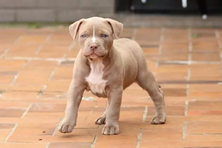 Pitbul (116 снимки): порода Описание American Pit Bull Terrier. Най-голямото куче в света. Джудже Мини Питбули. Кученца от сиви и други цветове 23102_99