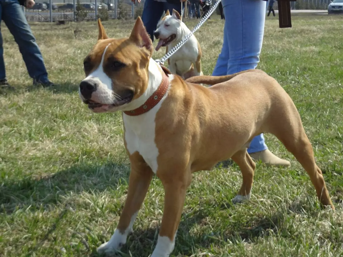 Ամերիկյան Staffordshire Terrier (70 լուսանկար). Amstaff ցեղատեսակի քոթոթների նկարագրությունը, բնավորությունը եւ խնամքը, քաշը եւ գույները, սեփականատերերի ակնարկները 23103_12