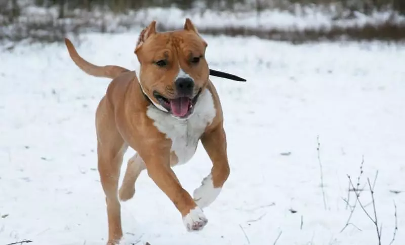 American Staffordshire Terrier (70 foto's): beschrijving van de pups van amstaff ras, karakter en zorg, gewicht en kleuren, beoordelingen van eigenaren 23103_16