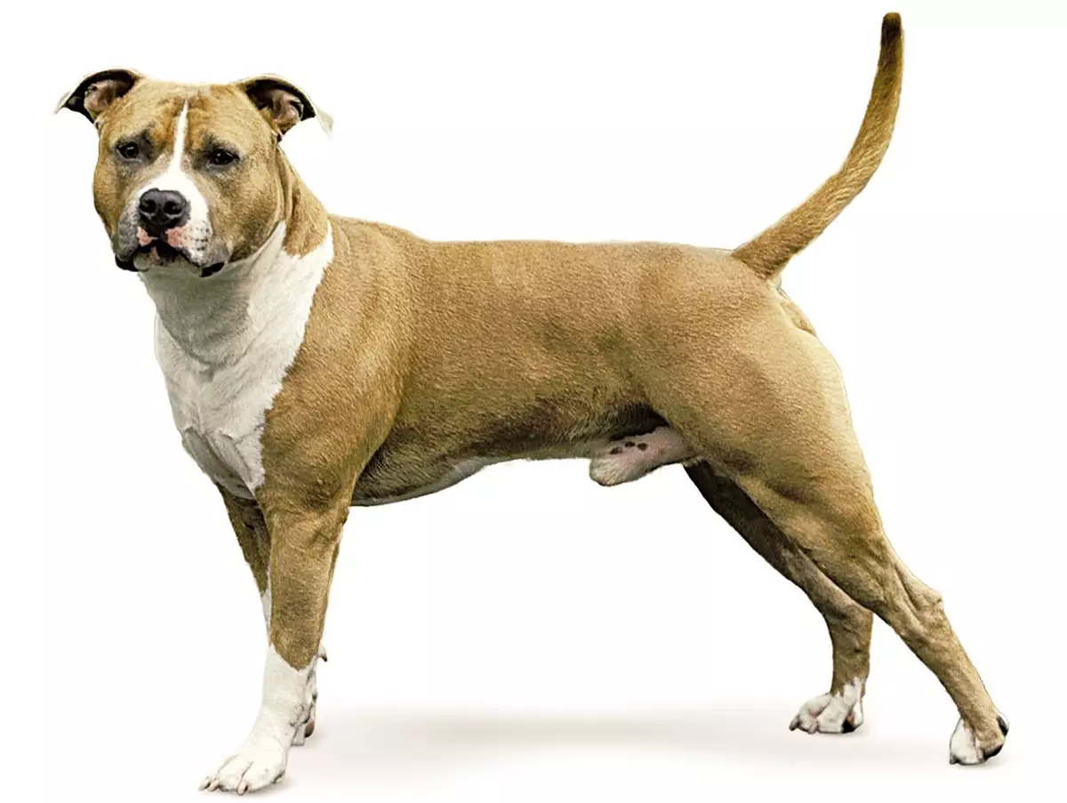 American Staffordshire Terrier (70 kuvia): Kuvaus Amstaff -rotuun, luonne ja hoito, paino ja värit, omistajien arvostelut 23103_18