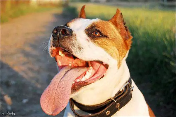 American Staffordshire Terrier (70 billeder): Beskrivelse af hvalpe af Amstaff Breed, Character and Care, Vægt og Farver, anmeldelser af ejere 23103_22