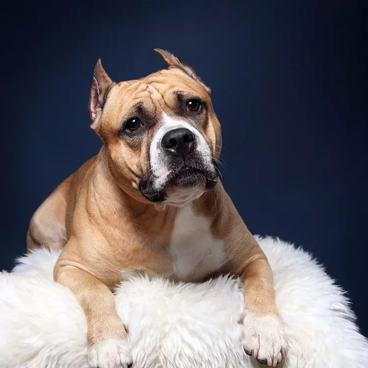 American Staffordshire Terrier (70 billeder): Beskrivelse af hvalpe af Amstaff Breed, Character and Care, Vægt og Farver, anmeldelser af ejere 23103_25