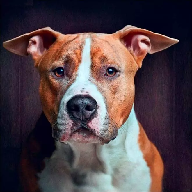 American Staffordshire Terrier (70 φωτογραφίες): Περιγραφή των κουταβιών της φυλής Amstaff, χαρακτήρα και φροντίδα, βάρος και χρώματα, σχόλια των ιδιοκτητών 23103_26