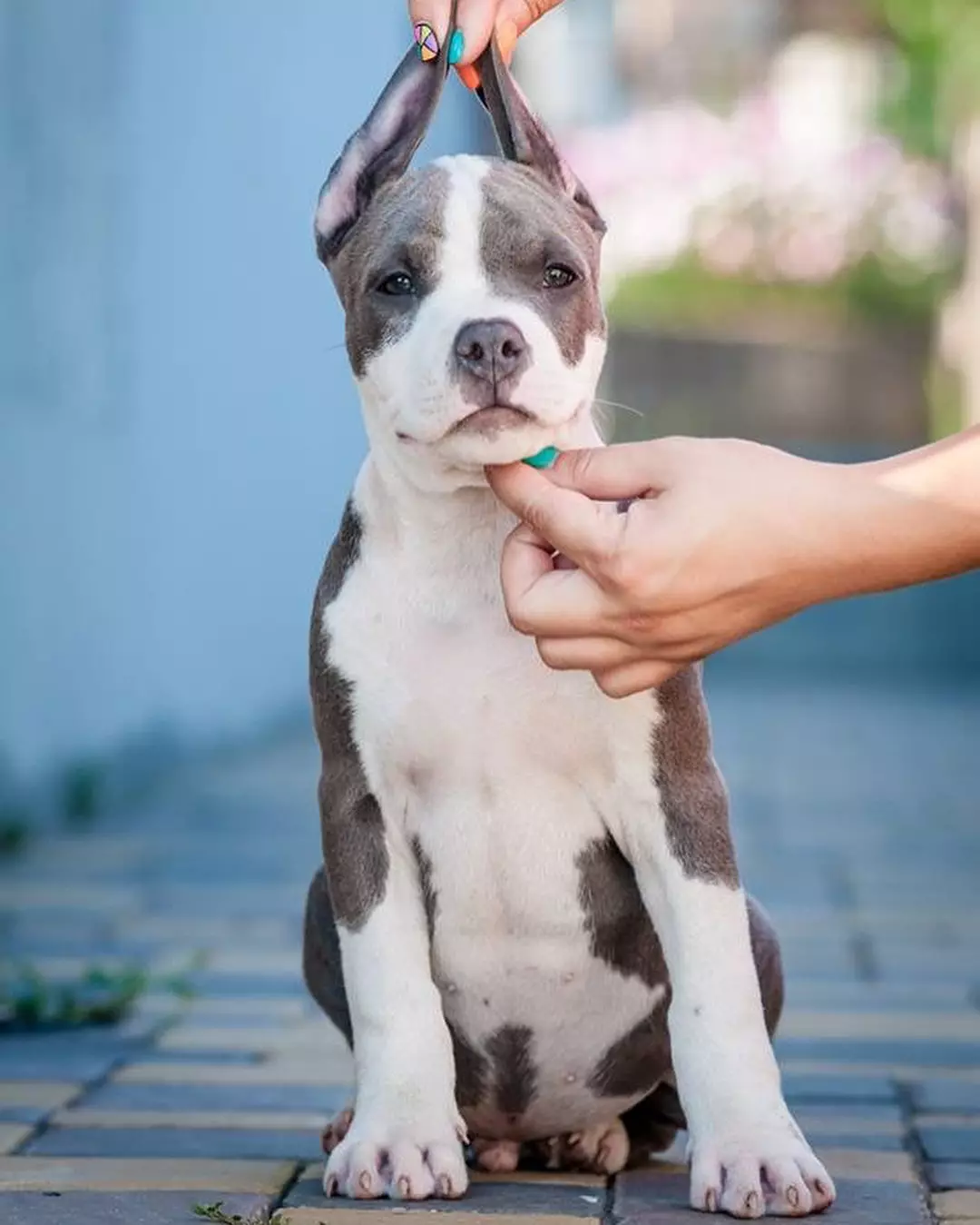 Amerikan Staffordshire Terrier (70 Fotoğraf): Amstaff ırkı, karakter ve bakım, ağırlık ve renkler, ağırlık ve renkler, sahiplerin değerlendirmeleri 23103_27