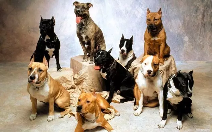 Ամերիկյան Staffordshire Terrier (70 լուսանկար). Amstaff ցեղատեսակի քոթոթների նկարագրությունը, բնավորությունը եւ խնամքը, քաշը եւ գույները, սեփականատերերի ակնարկները 23103_30