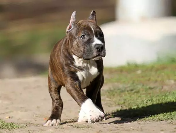 American Staffordshire Terrier (70 billeder): Beskrivelse af hvalpe af Amstaff Breed, Character and Care, Vægt og Farver, anmeldelser af ejere 23103_34