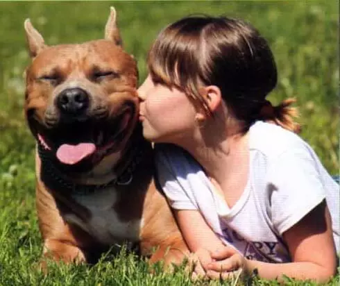 American Staffordshire Terrier (70 de fotografii): Descrierea catelusilor de rasa AmStaff, Caracter si Ingrijire, Greutate si Culori, Recenzii de proprietari 23103_38