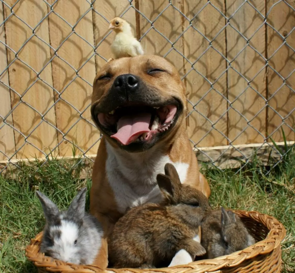 Ամերիկյան Staffordshire Terrier (70 լուսանկար). Amstaff ցեղատեսակի քոթոթների նկարագրությունը, բնավորությունը եւ խնամքը, քաշը եւ գույները, սեփականատերերի ակնարկները 23103_40