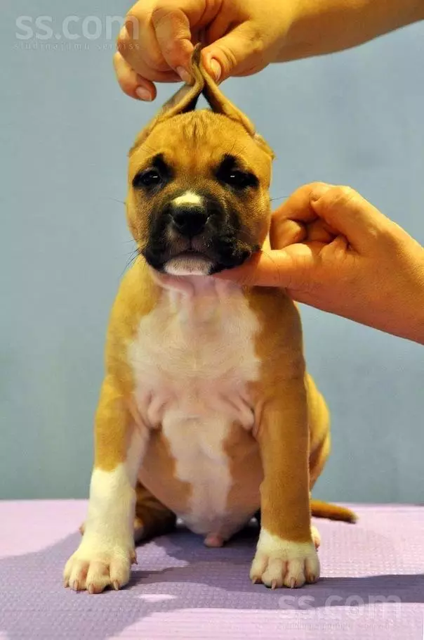 American Staffordshire Terrier (70 fotos): descripción de los cachorros de Amstaff Raza, carácter y cuidado, peso y colores, revisiones de propietarios 23103_47