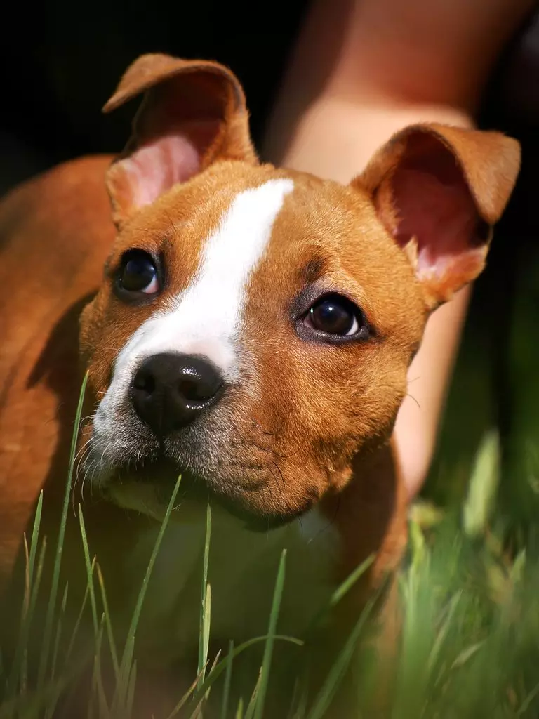 American Staffordshire Terrier (70 Ritratti): Deskrizzjoni tal-ġriewi ta 'razza Amstaff, karattri u kura, piż u kuluri, reviżjonijiet tas-sidien 23103_48