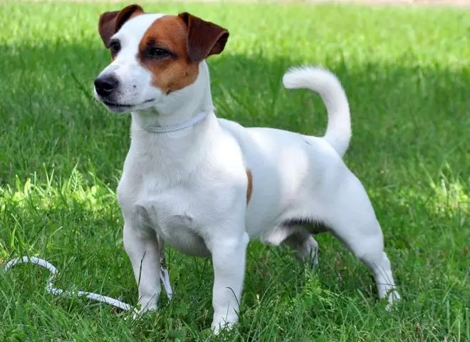 American Staffordshire Terrier (70 kuvia): Kuvaus Amstaff -rotuun, luonne ja hoito, paino ja värit, omistajien arvostelut 23103_6