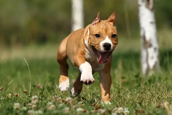American Staffordshire Terrier (70 foto's): beschrijving van de pups van amstaff ras, karakter en zorg, gewicht en kleuren, beoordelingen van eigenaren 23103_63