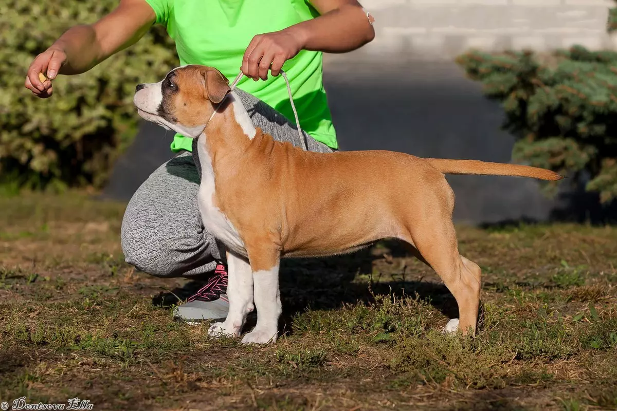 American Staffordshire Terrier (70 φωτογραφίες): Περιγραφή των κουταβιών της φυλής Amstaff, χαρακτήρα και φροντίδα, βάρος και χρώματα, σχόλια των ιδιοκτητών 23103_68