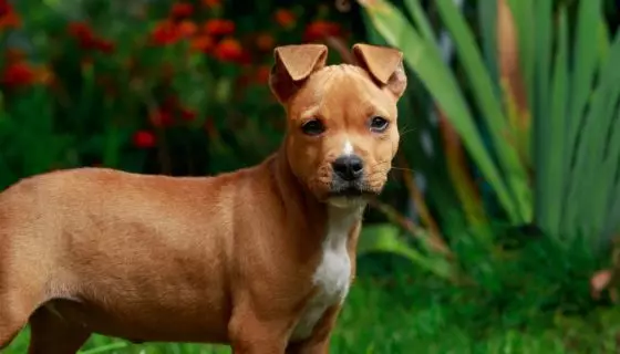 Amerikan Staffordshire Terrier (70 Fotoğraf): Amstaff ırkı, karakter ve bakım, ağırlık ve renkler, ağırlık ve renkler, sahiplerin değerlendirmeleri 23103_69