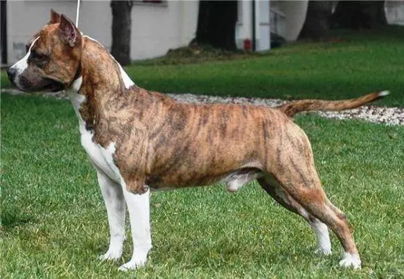White Staffordshire Terrier (Picha 15): Makala ya kuzaliwa kwa Marekani, maudhui ya watoto wa rangi nyeupe 23106_10