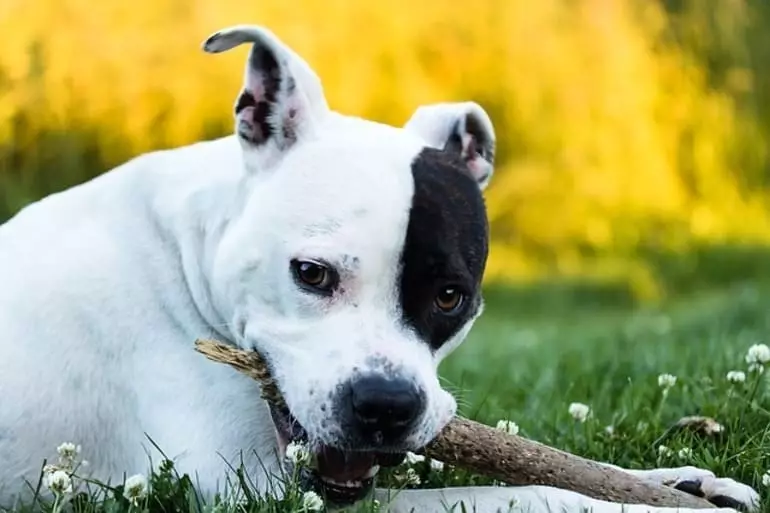 White Staffordshire Terrier (Picha 15): Makala ya kuzaliwa kwa Marekani, maudhui ya watoto wa rangi nyeupe 23106_12