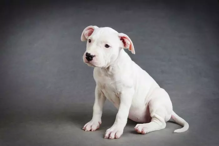 White Staffordshire Terrier (Picha 15): Makala ya kuzaliwa kwa Marekani, maudhui ya watoto wa rangi nyeupe 23106_4