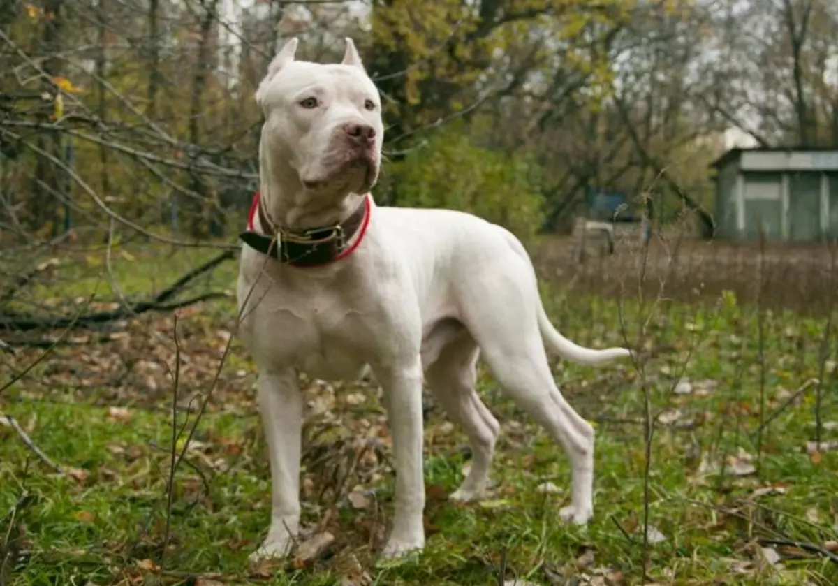 White Staffordshire Terrier (Picha 15): Makala ya kuzaliwa kwa Marekani, maudhui ya watoto wa rangi nyeupe 23106_5