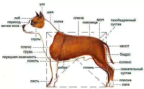 White Staffordshire Terrier (Picha 15): Makala ya kuzaliwa kwa Marekani, maudhui ya watoto wa rangi nyeupe 23106_6