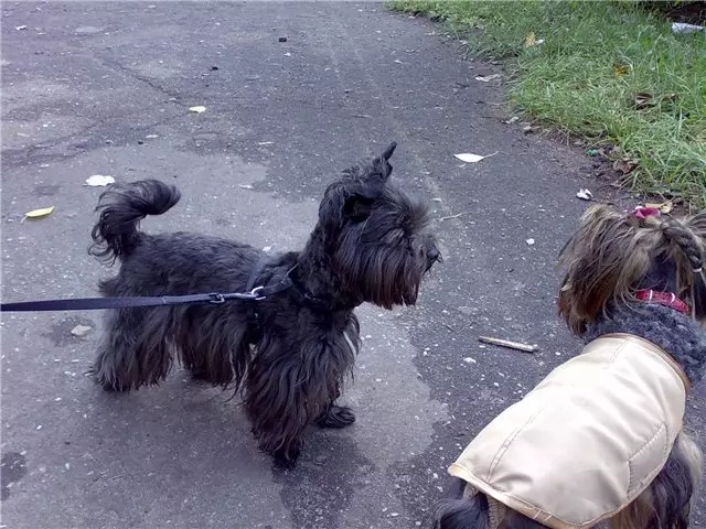 Black Yorkshire Terrier (22 Sawir): Sharaxa yorks ee midabka madow. Nooca taranka. Astaamaha waxa ku jira 23108_10