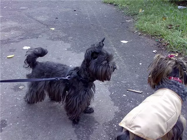 Black Yorkshire Terrier (22 billeder): Beskrivelse af Yorks af den sorte farve. Arten af ​​racen. Funktioner af indhold 23108_10