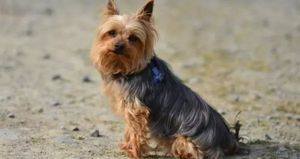 Black Yorkshire Terrier (22 billeder): Beskrivelse af Yorks af den sorte farve. Arten af ​​racen. Funktioner af indhold 23108_15