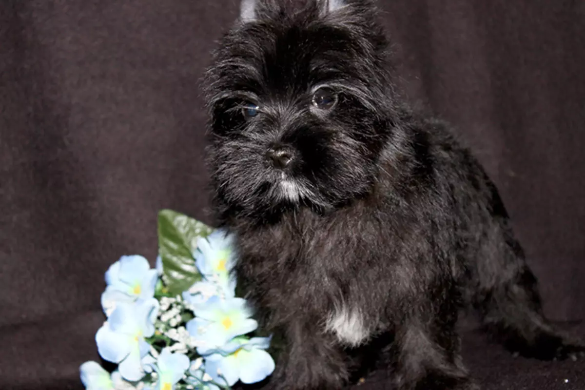 Black Yorkshire Terrier (22 Sawir): Sharaxa yorks ee midabka madow. Nooca taranka. Astaamaha waxa ku jira 23108_16