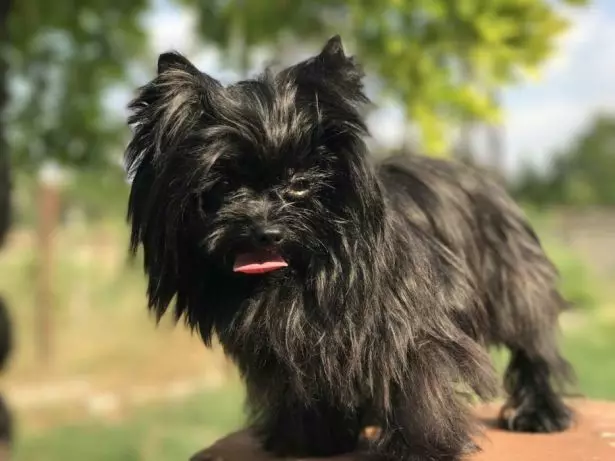 Black Yorkshire Terrier (22 billeder): Beskrivelse af Yorks af den sorte farve. Arten af ​​racen. Funktioner af indhold 23108_19