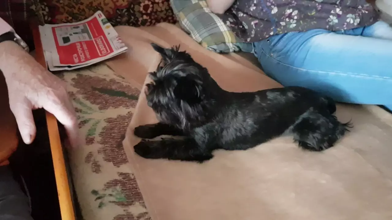 Black Yorkshire Terrier (22 Sawir): Sharaxa yorks ee midabka madow. Nooca taranka. Astaamaha waxa ku jira 23108_8